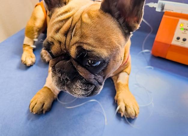 Choroba nadnerczy u psa objawy które powinny zwrócić uwagę właściciela