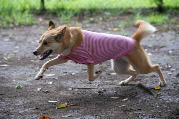 Co podać psu na biegunkę gdy pojawią się pierwsze objawy?