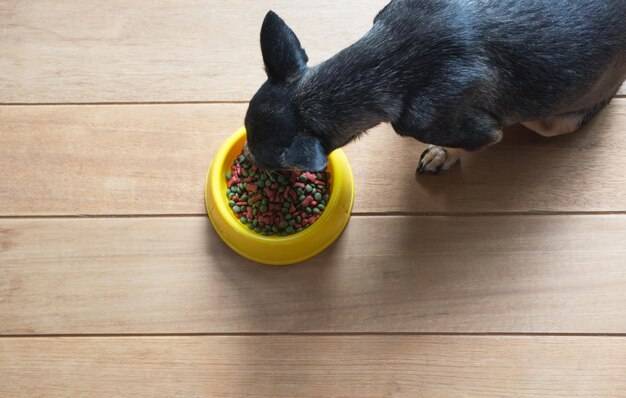 Czy można podawać psu surowe jajko?