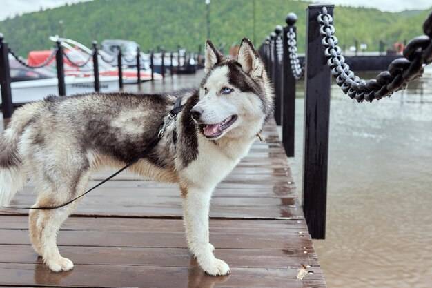 Czy syberyjski husky odnajdzie się w mieszkaniu?