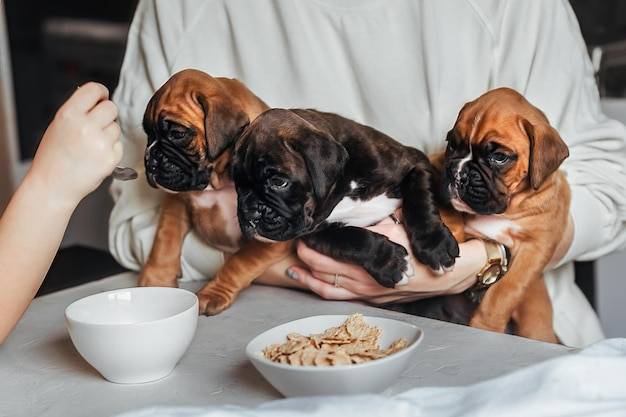 Czym karmić szczeniaka domowe jedzenie czy gotowe karmy?