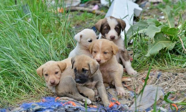 Jak działa społeczność szczeniąt w twojej okolicy?