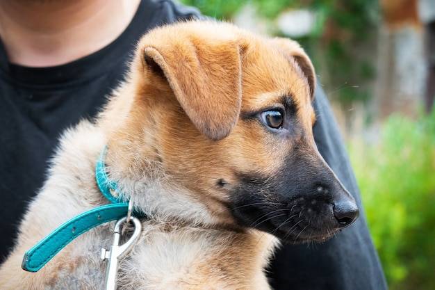 Jak skutecznie szukać ras szczeniąt dopasowanych do swojego stylu życia?