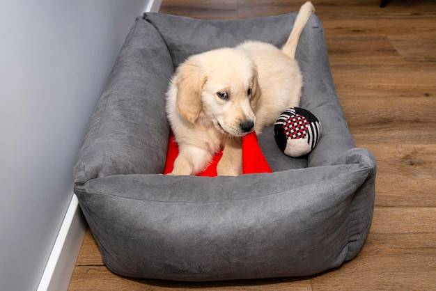 Jak uszyć legowisko dla dużego psa samodzielnie?