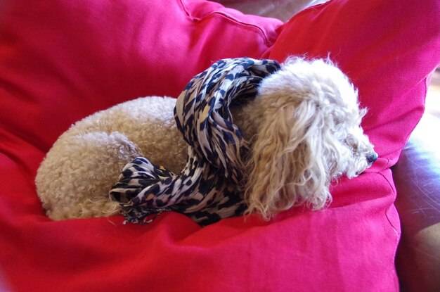 Jak uszyć legowisko dla yorka samodzielnie w domu?