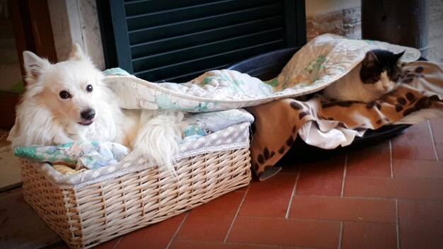 Jak wyprać legowisko psa bez uszkodzenia materiału?