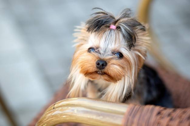 Jak yorkshire terrier piesek rasowy odnajduje się w domu z dziećmi?