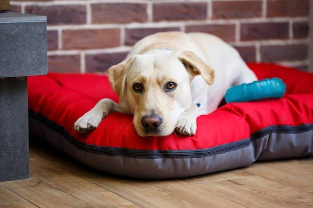 Jak zrobić legowisko dla dużego psa samodzielnie w domu?