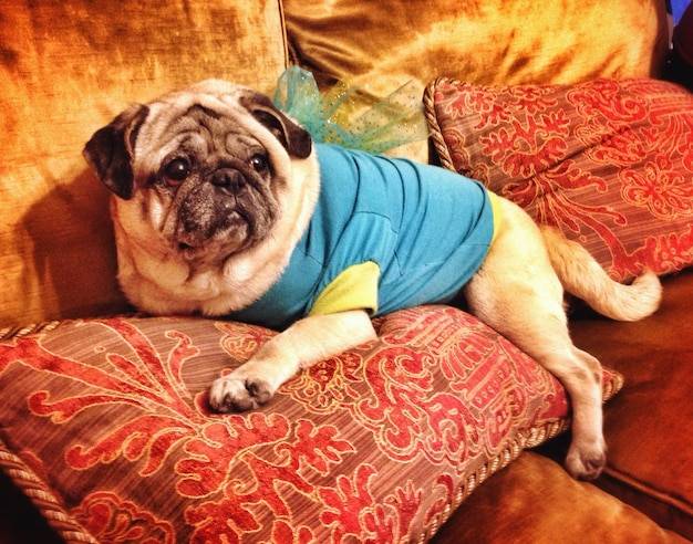 Jakie duże legowisko dla mopsa sprawdzi się w codziennym użytkowaniu?