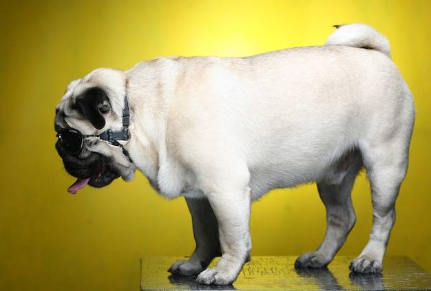 Jakie rasy psów na literę b cieszą się popularnością wśród miłośników zwierząt?