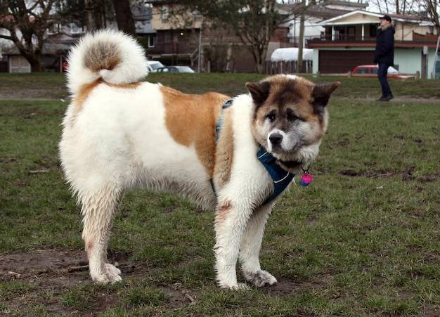 Jakie rasy psów na o są najczęściej wybierane przez właścicieli?