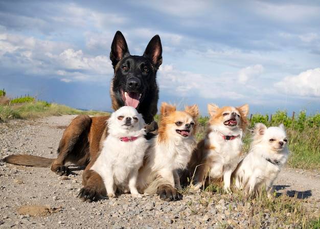Jakie rasy psów sprawdzą się w mieszkaniu?