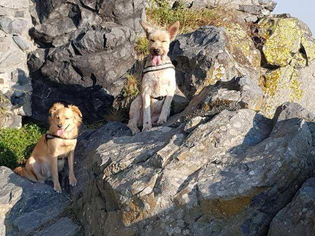 Przepiękna biszkoptowa suczka po multi championie szuka nowego domu