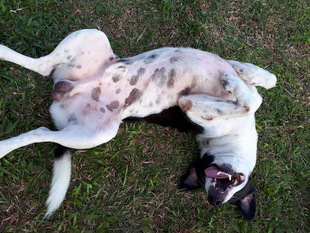 Robaki w sercu psa dirofilaria immitis dirofilarioza jak rozpoznać i leczyć?