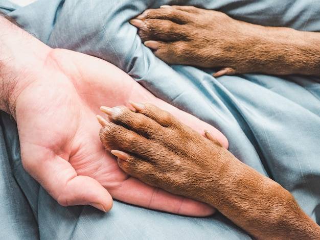 Rozcięta poduszka u psa co robić w takiej sytuacji?