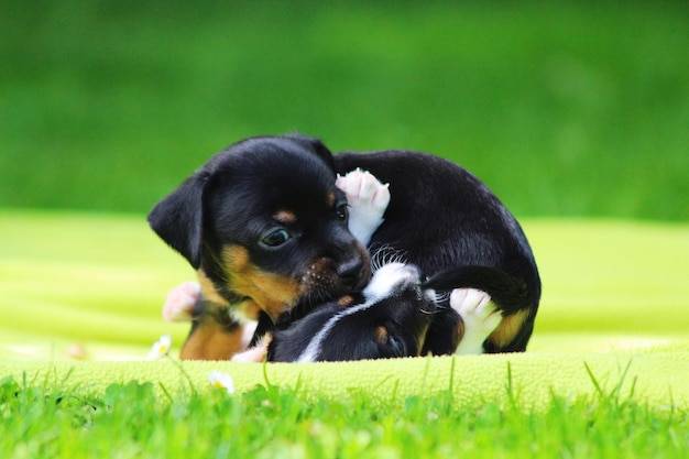 Szukaj szczeniąt w zaufanych hodowlach