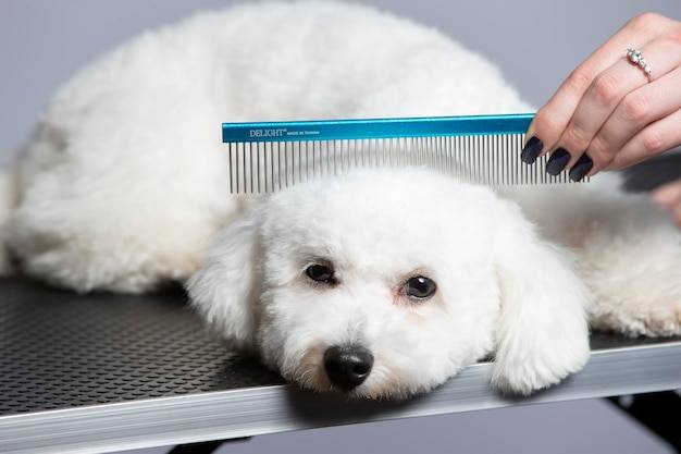 Bichon frise ma włosy czy sierść?