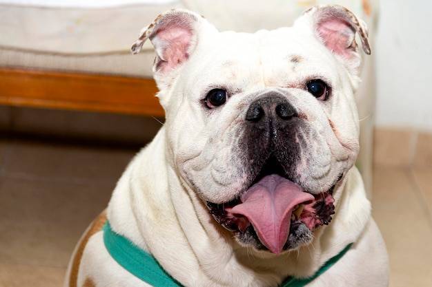 Bolończyk sierść czy włos jak właściwie wygląda jego okrywa?