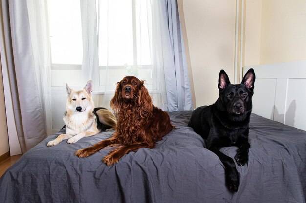 Jaka rasa psa do mieszkania w bloku sprawdzi się najlepiej?