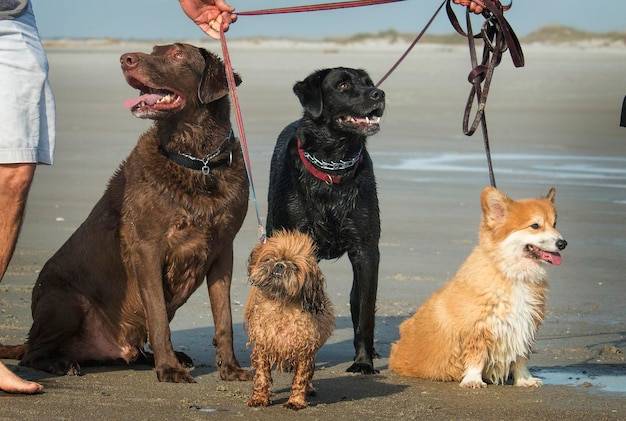 Jaki jest najlepszy pies dla rodziny z dziećmi?