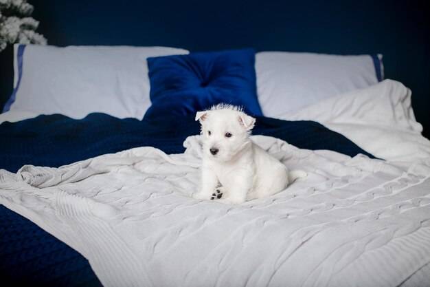 Jakie legowisko ortopedyczne dla psa sprawdzi się w codziennym użytkowaniu?