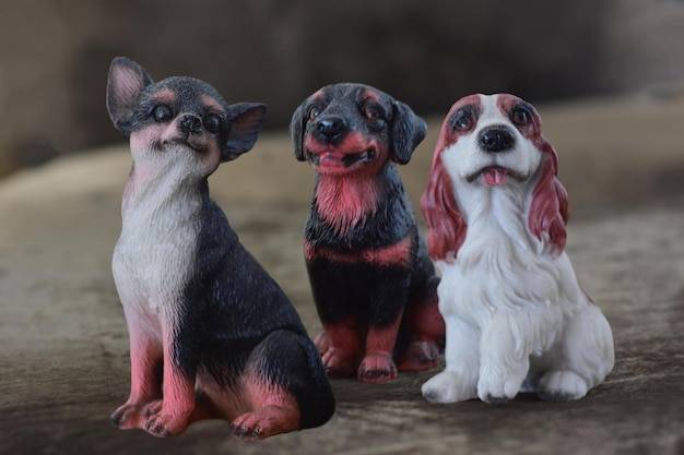 Jakie są fajne rasy psów i czym się wyróżniają?