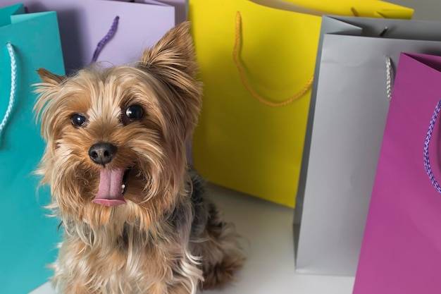 Jakiego psa warto kupić jeśli szukasz wiernego towarzysza?