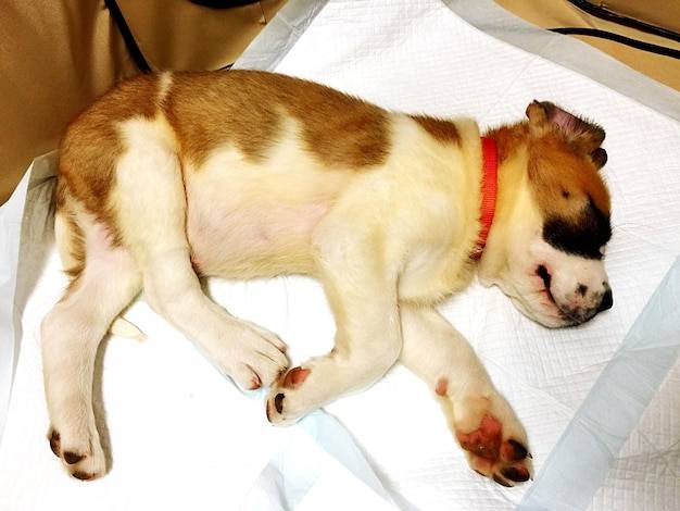 Krwotoczne zapalenie jelit u psa objawy które powinny zaniepokoić właściciela