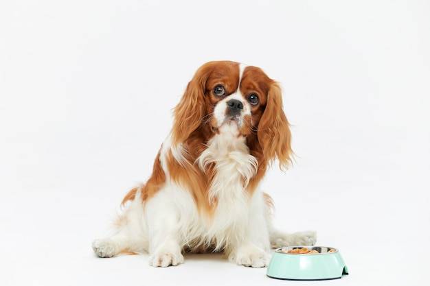 Maltańczyk szczeniak ile powinien jeść w pierwszych miesiącach życia?