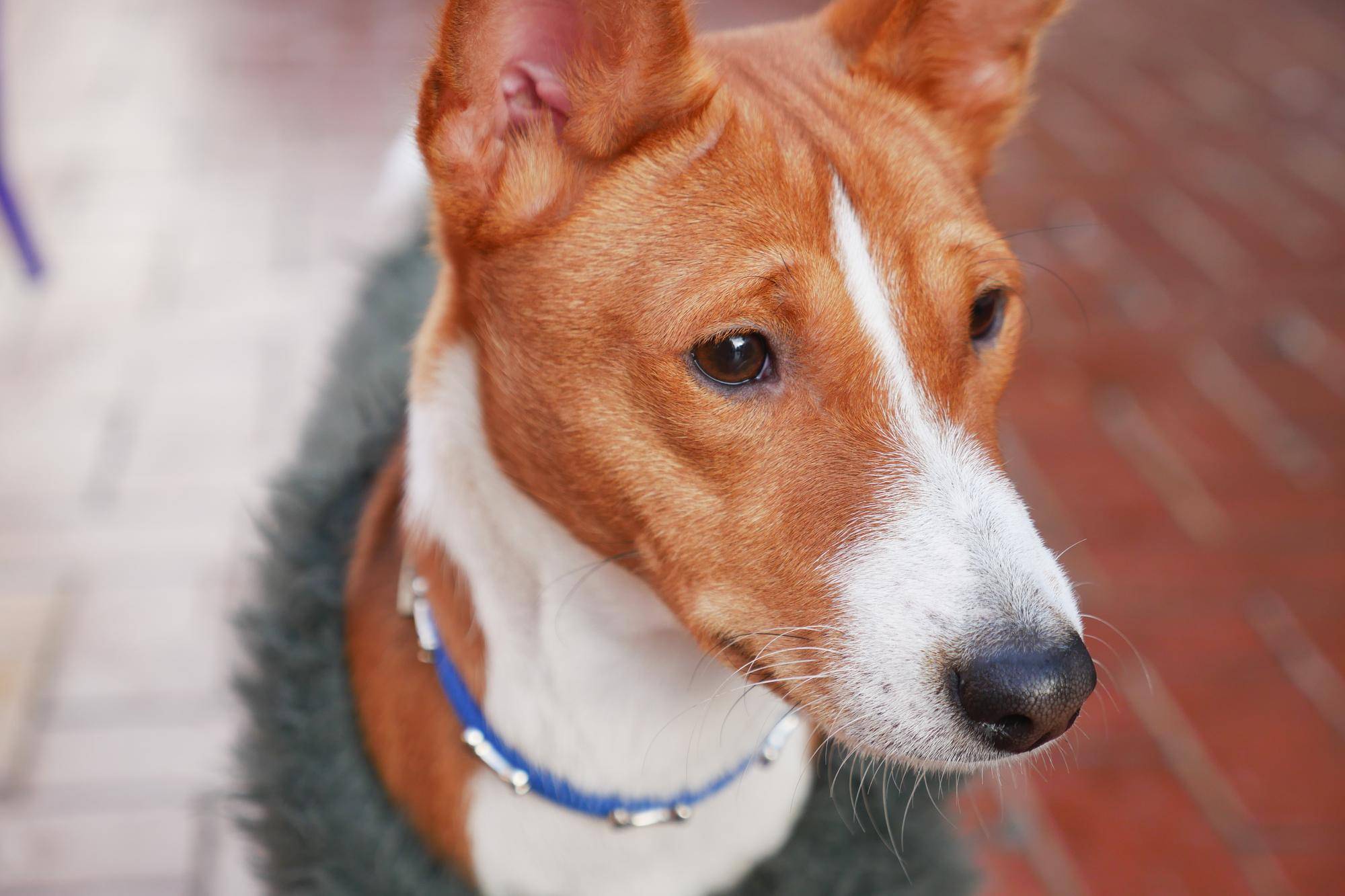Basenji ma sierść czy włosy?