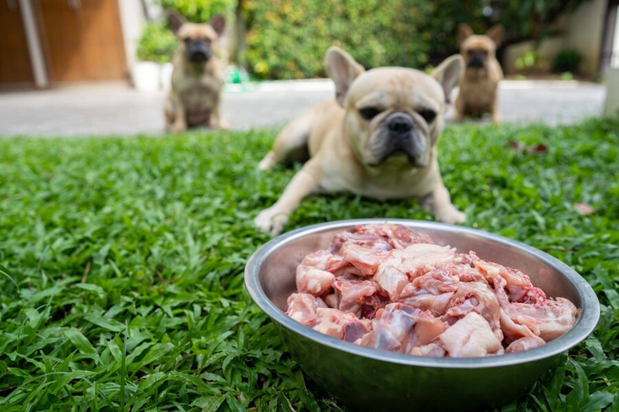 Dieta BARF dla kogo jest odpowiednia?
