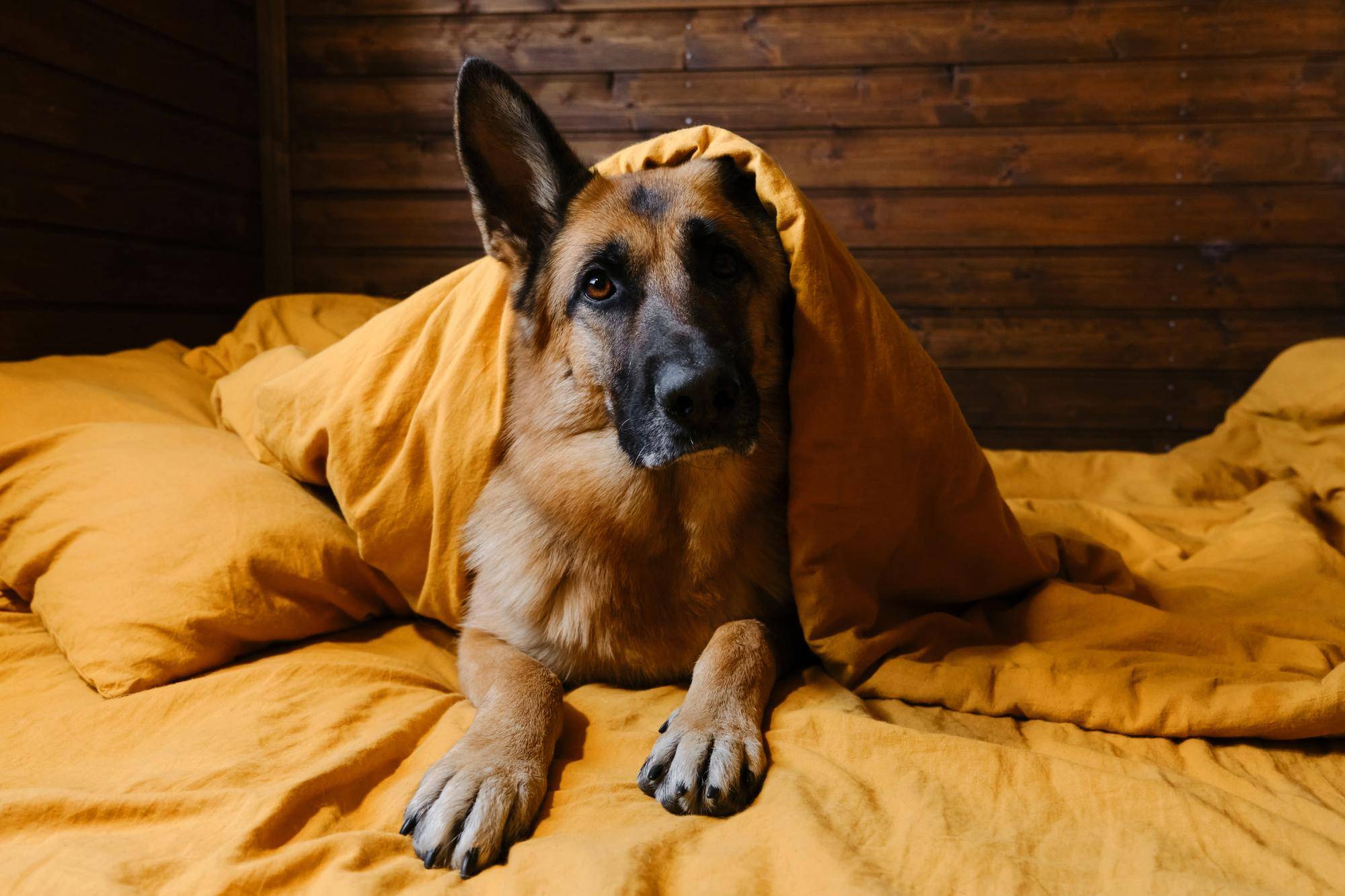 Jakie legowisko dla owczarka niemieckiego sprawdzi się w domu?