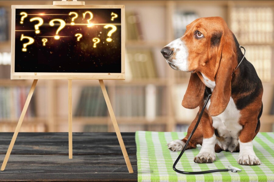 Jakiego psa wybrać quiz dla niezdecydowanych