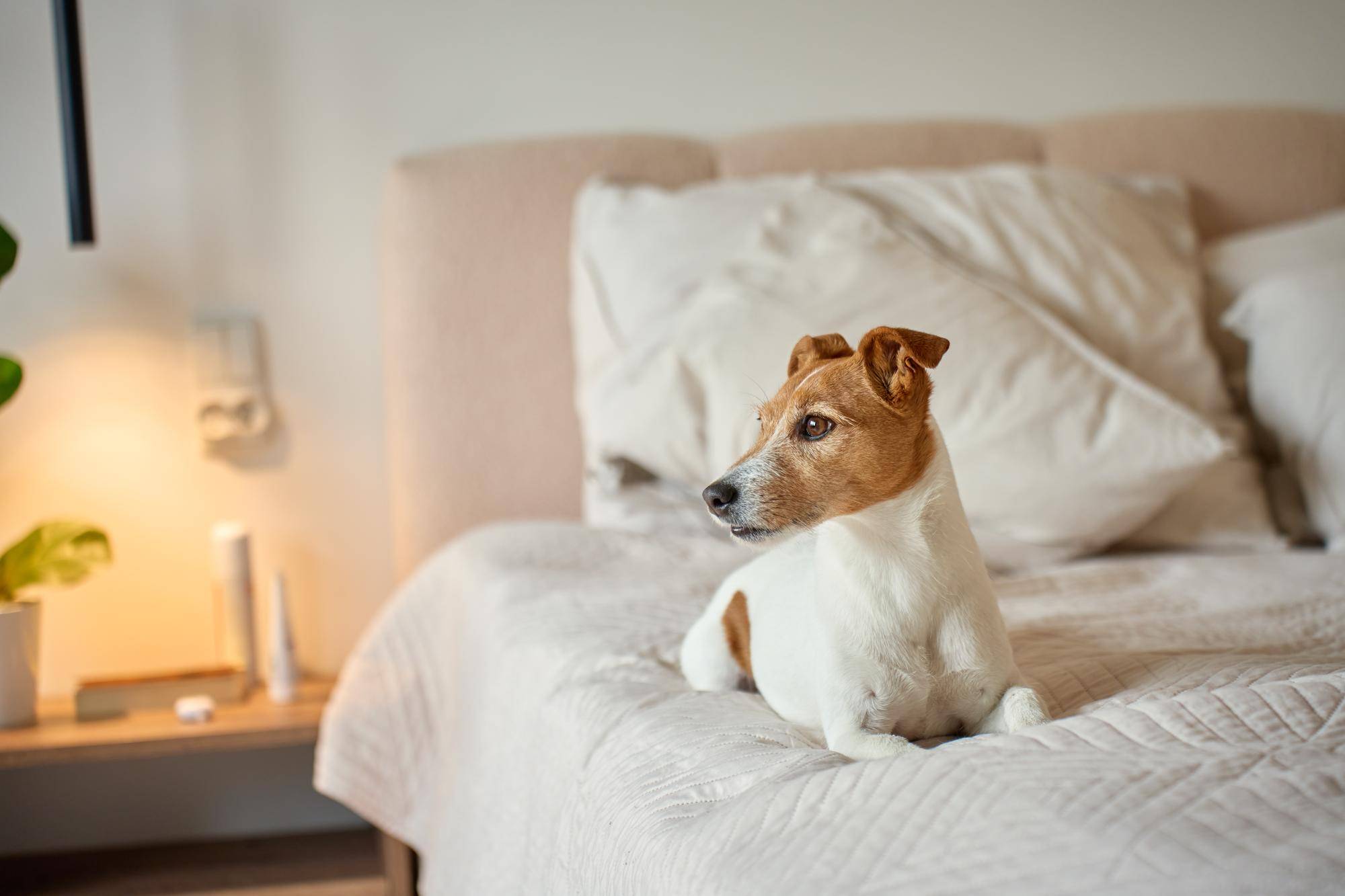 Jakie legowisko dla jack russell terrier sprawdzi się w domowych warunkach?