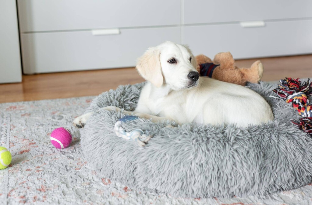 Jakie legowisko wybrać dla szczeniaka labradora?