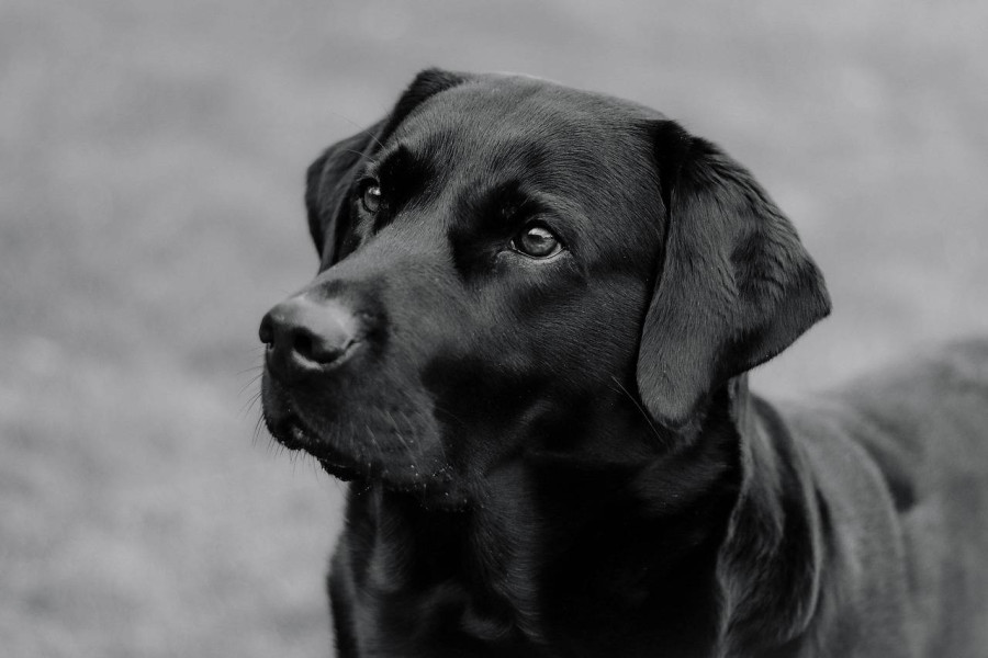 Czy labrador ma włosy czy sierść?