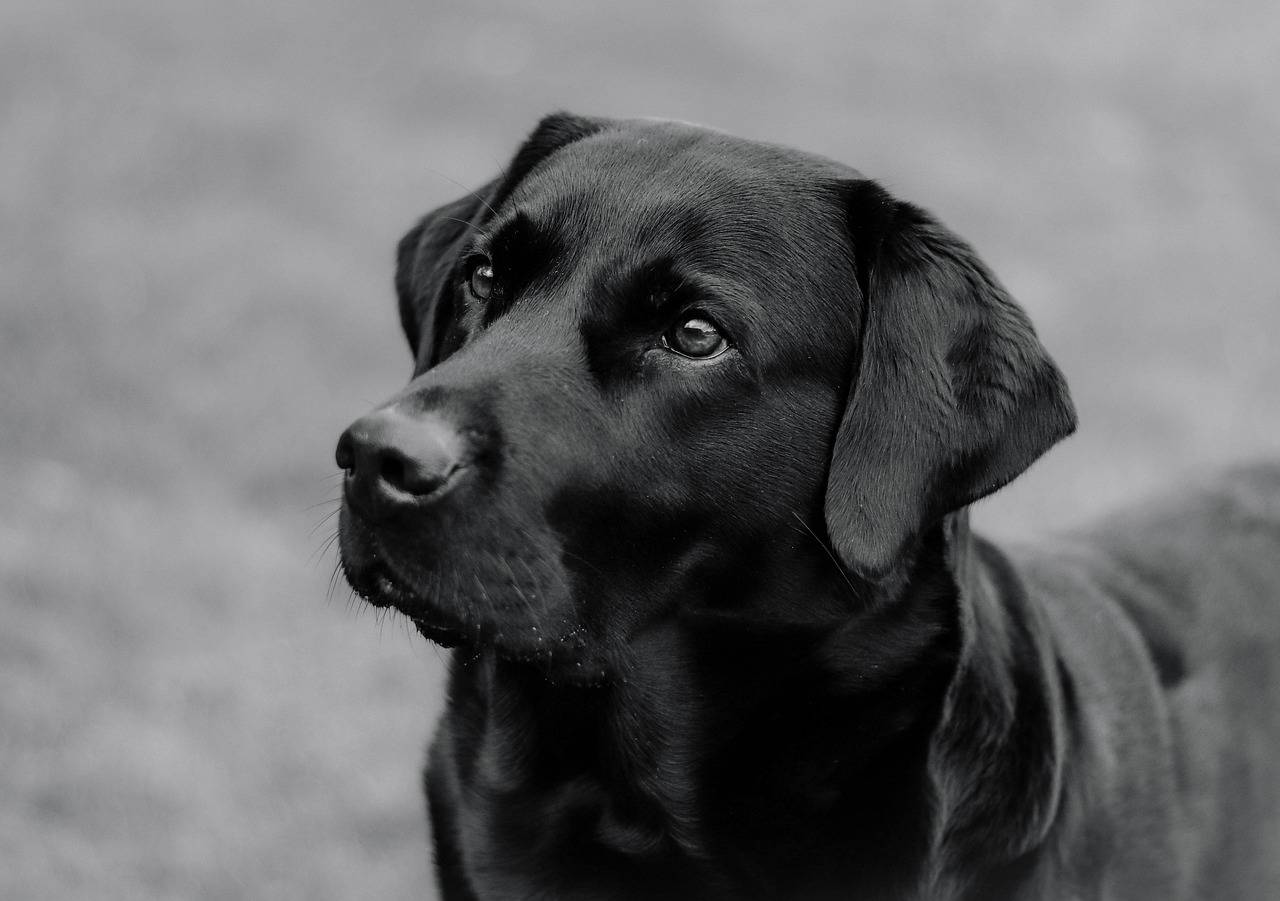 Czy labrador ma włosy czy sierść?