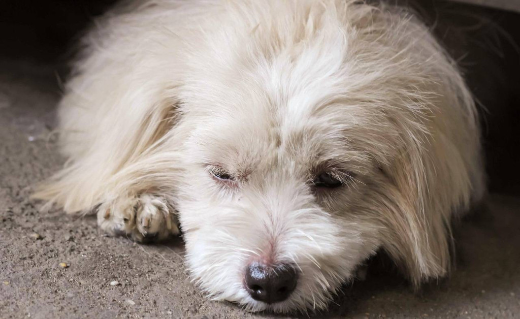 Czy shih tzu może jeść ryż bezpiecznie?