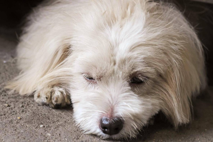 Czy shih tzu może jeść ryż bezpiecznie?
