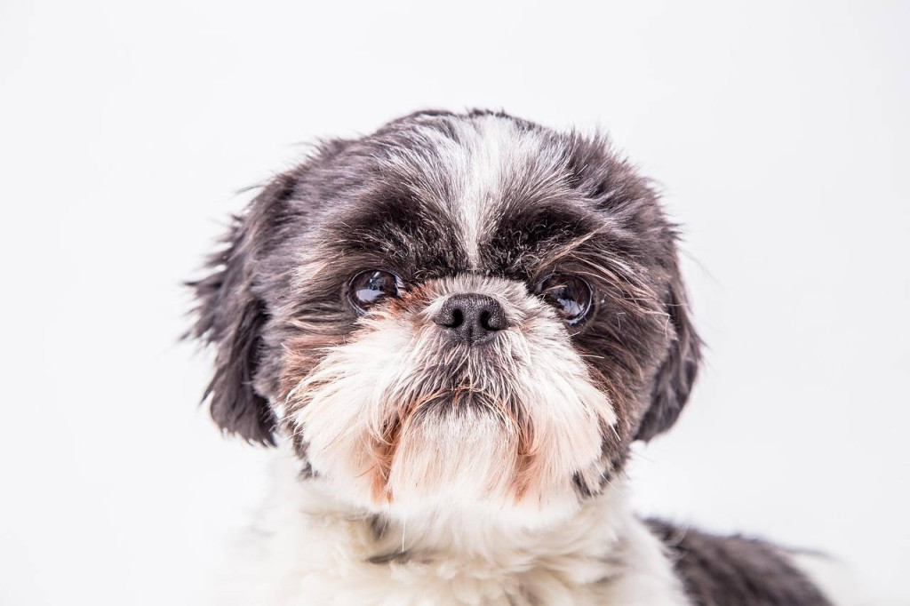 Ile karmy podawać szczeniakowi shih tzu żeby był zdrowy?