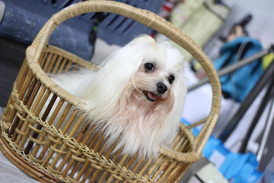 Jak często karmić szczeniaka shih tzu żeby zadbać o jego zdrowie?