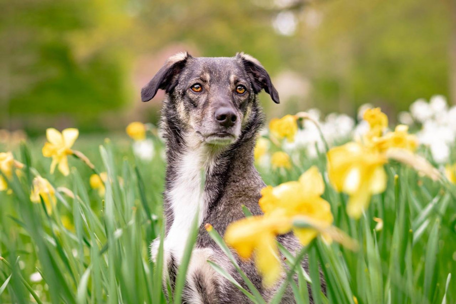 Jaka rasa psa do domu z dziećmi sprawdzi się najlepiej?