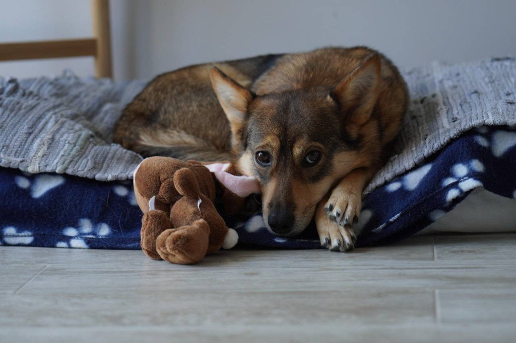 Jakie legowisko dla buldoga francuskiego zapewni mu wygodę i spokój?