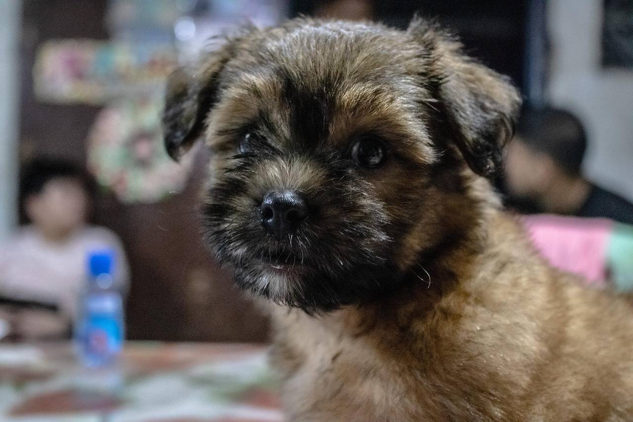 Shih tzu co może jeść i czego unikać w codziennej diecie?